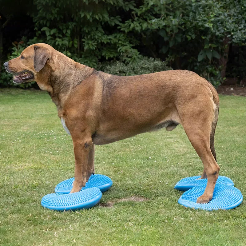 Dogs Training Aids Balance Fly - Flying Disc Dog Training Toy ulasan dan harga