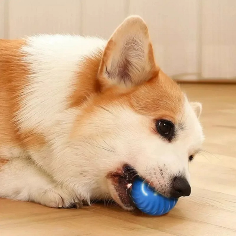 Automatic Moving Dog Toy Ball  - Automatic Moving Dog Ball ulasan dan harga